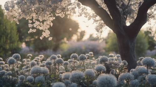 Un giardino nella luce dell&#39;alba, pieno di fiori grigi.