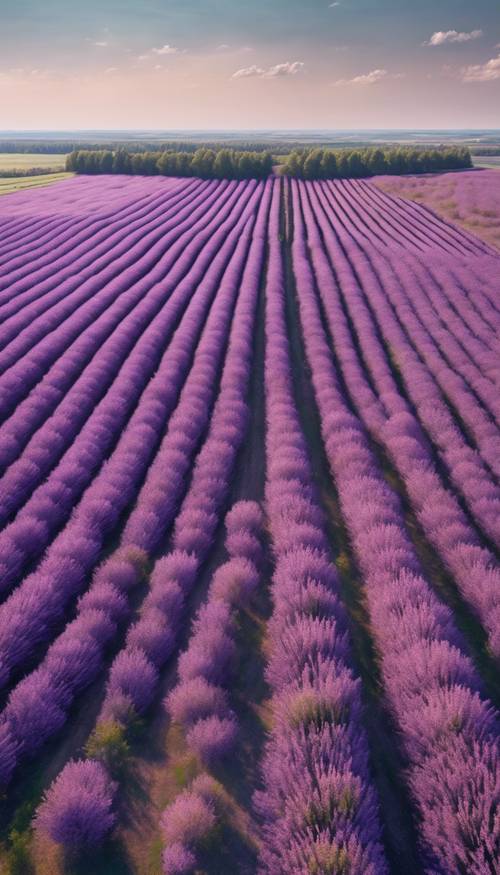 A wide landscape of lilac plaid fields viewed from a hot air balloon