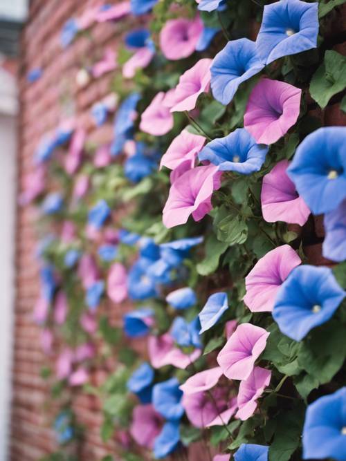Blaue Prunkwinden ranken sich um eine rosa Backsteinmauer.