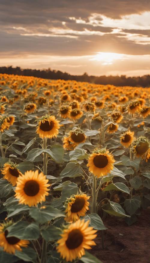 A sunflower field during sunset, the golden light reflecting off each petal.