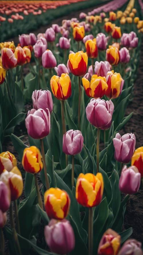 Várias tulipas coloridas em um campo tempestuoso.