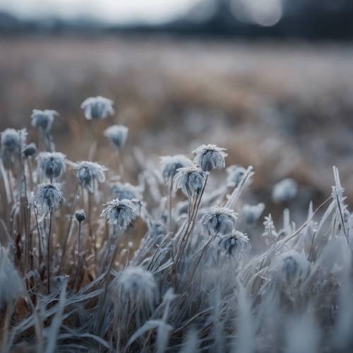 在冬季鄉村場景中，一簇灰色的野花生長在結霜的草地上。
