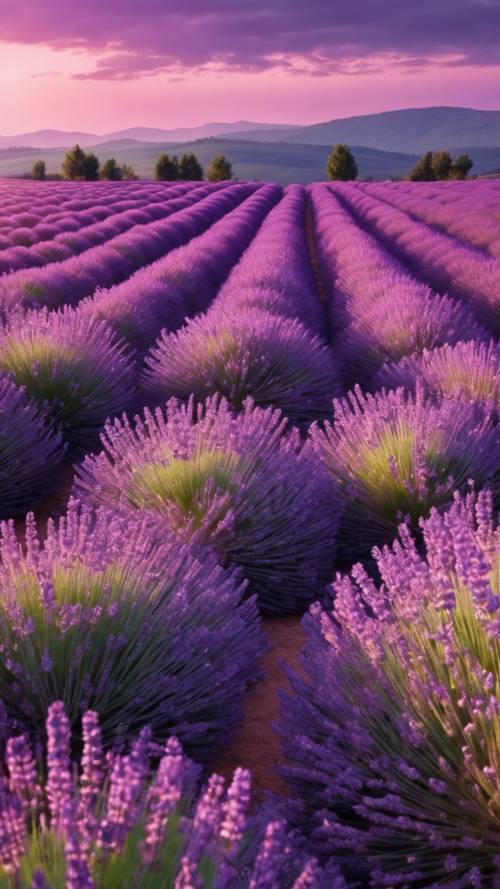 Um vasto campo de lavanda sob um pôr do sol roxo suave.