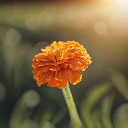 A vivid orange marigold gleaming under subtle rays of sunlight, with a dewdrop balancing on tip of its petal.