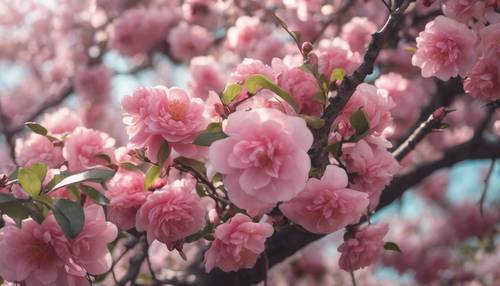 Un rigoglioso albero di camelia tra i fiori di ciliegio al culmine della primavera.