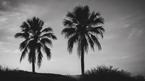 Eine einzelne Palme hebt sich vor einem Abendhimmel ab, dargestellt in Schwarzweiß.
