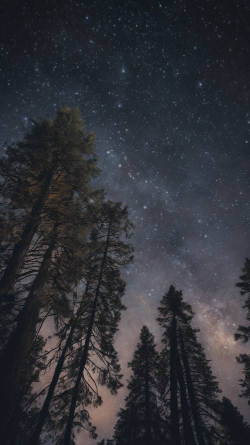 Una noche estrellada con las siluetas de grandes pinos.