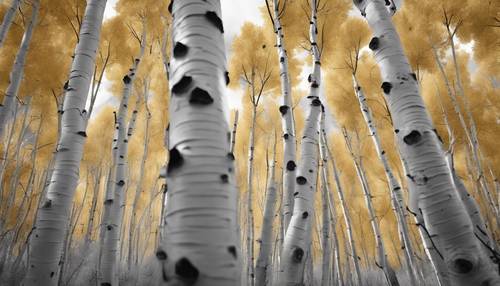 Sekelompok pohon aspen yang bergetar di musim gugur, daun emasnya berubah menjadi gambar skala abu-abu yang memukau.