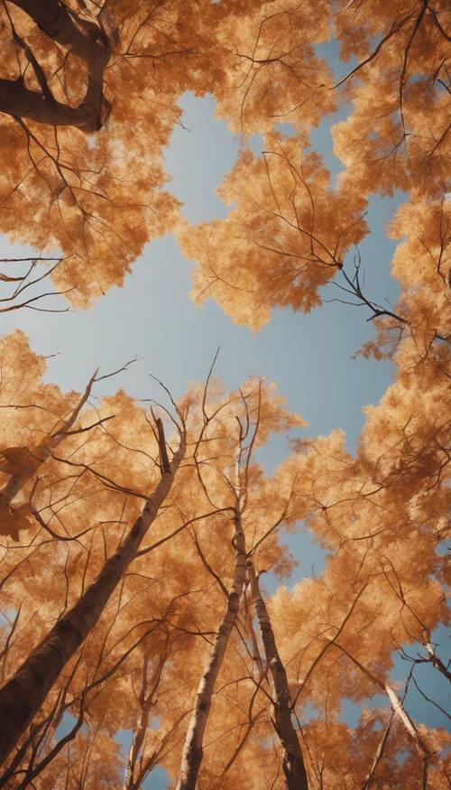 A cluster of brown-leafed maple trees in vibrant autumn colors Tapeta [0b1d98be3933460b92d5]