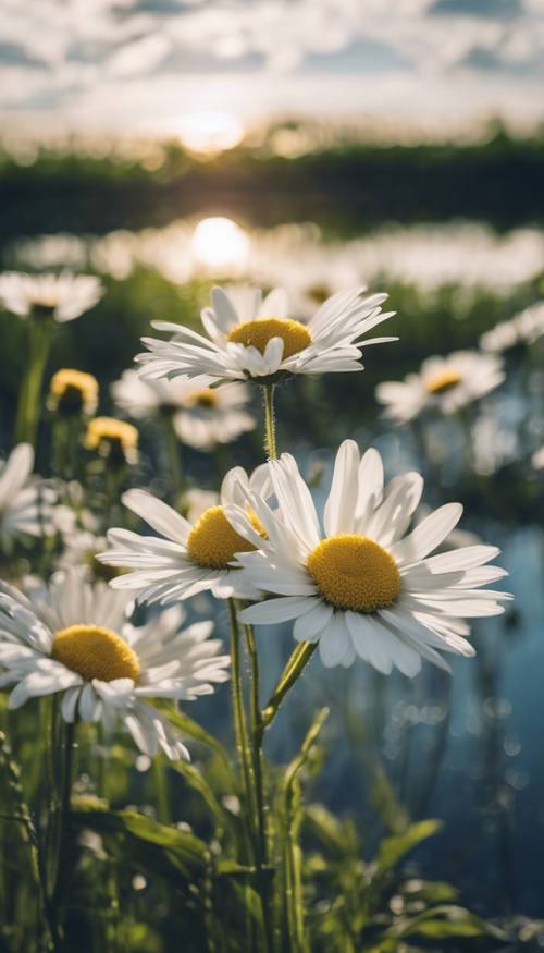 Bunga aster putih tumbuh di tepi kolam yang tenang memantulkan langit biru dengan awan putih.