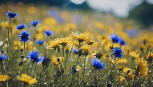 Um belo panorama de um prado cheio de margaridas amarelas e flores azuis.
