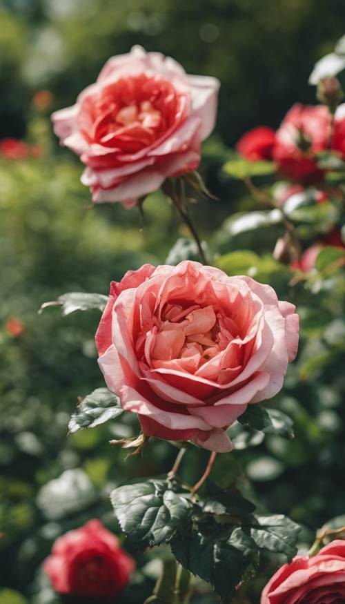 Pemandangan detail bunga mawar Inggris dengan warna merah cerah, dikelilingi hamparan dedaunan hijau, di taman bergaya Victoria yang berornamen klasik pada siang hari.
