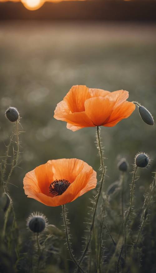 Bunga poppy oranye di ladang, diterangi cahaya senja dengan lembut.