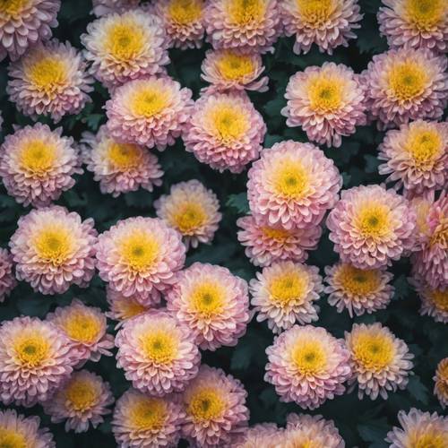 Chrysanthemum Wallpaper [ca626f9fa25348b983f8]