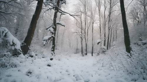Eine schneeweiße Decke bedeckt einen ruhigen grünen Wald mitten im Winter.