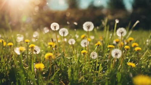 A cluster of colorful preppy dandelions among lush, green grass under the golden sun.
