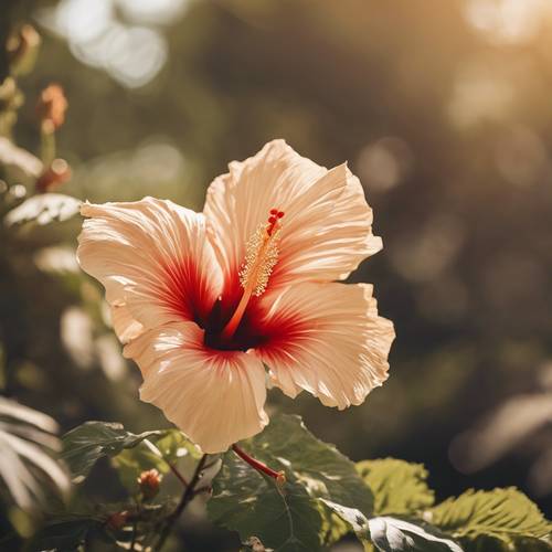 A tan hibiscus flower swaying gently in a summer breeze.