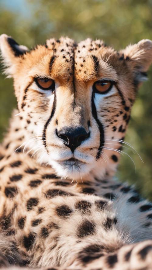Eine Nahaufnahme eines Geparden, dessen Fell mit pastellrosa Flecken gefärbt ist, wie er träge im Sonnenlicht liegt.