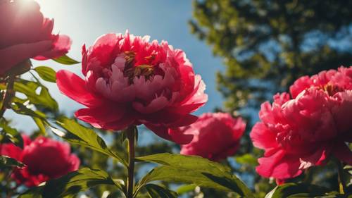 A vibrant red peony in full bloom, as if looking up to the crystal clear summer sky.