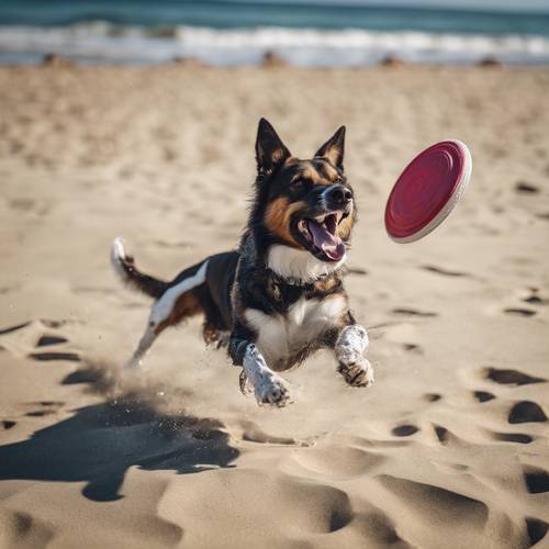 Seekor anjing bermain tangkapan dengan frisbee di pantai yang cerah.