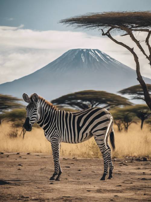 A zebra standing in the shadow of the iconic Mt. Kilimanjaro.