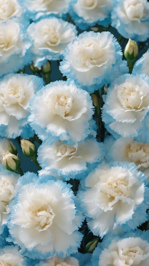 一排精致的康乃馨，漆成白色，带有柔和的蓝色边缘。