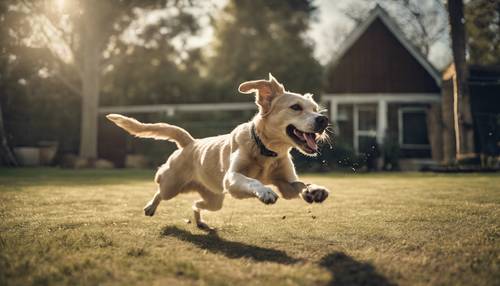 Um canino brincalhão tentando perseguir um passarinho voador durante um jogo descontraído de badminton no quintal.
