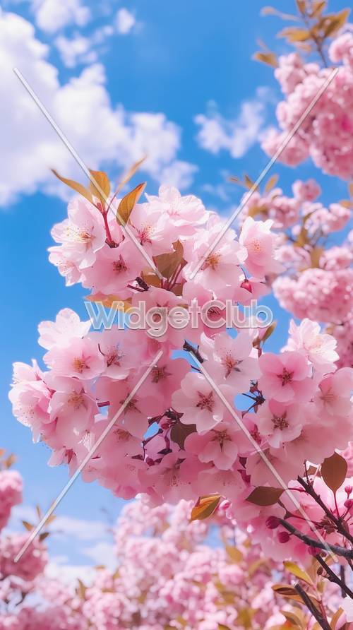 Pink Cherry Blossoms Against Blue Sky