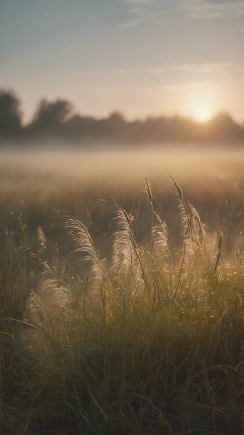 Эстетический снимок равнинного пейзажа во время восхода солнца с легким туманом, покрывающим поцелованную росой траву.