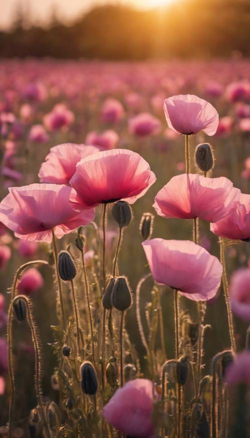 Một cánh đồng tràn ngập hoa anh túc màu hồng rực rỡ dưới ánh hoàng hôn vàng óng.