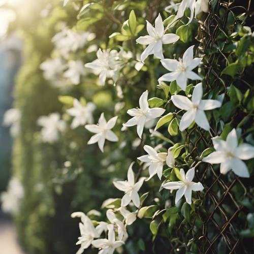 Uma planta de jasmim branco formando uma treliça num jardim mediterrânico, a sua fragrância delicada enchendo o ar quente.