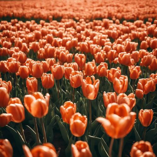 Pola kwitnących pomarańczowych tulipanów skąpane w intensywnej pomarańczowej aurze