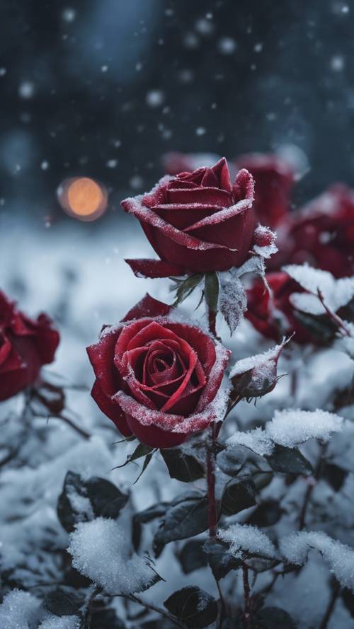 Những bông hồng đỏ sậm phủ đầy sương giá trong bóng tối tĩnh lặng của một đêm mùa đông.