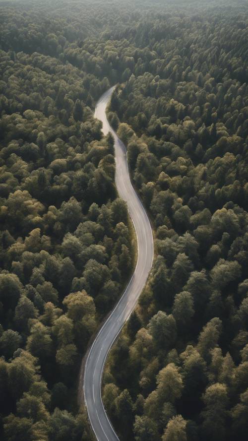 Uma vista aérea de uma estrada cinzenta que serpenteia por uma floresta densa, sob o sol do meio-dia.
