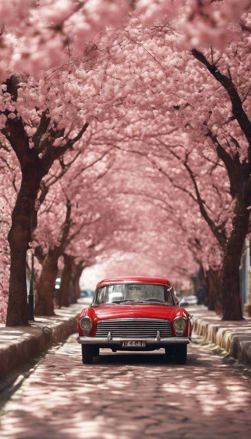 Ein roter Oldtimer parkt auf einer Kopfsteinpflasterstraße, die von Kirschbäumen in voller Blüte gesäumt ist.