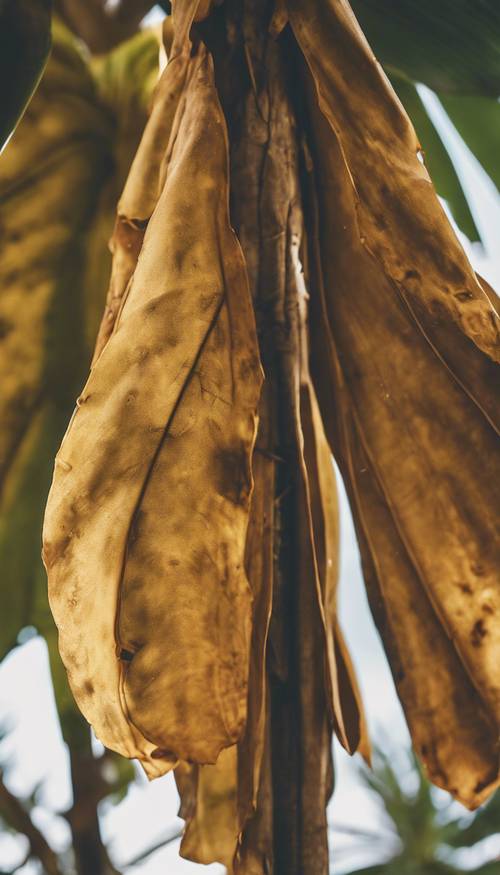 Una vista ravvicinata di una foglia di banana secca e ingiallita, appesa a un albero.