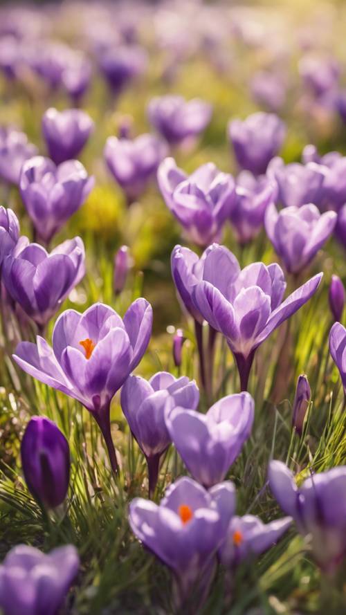 Una imagen estilo acuarela de un prado primaveral cubierto de azafranes en flor.