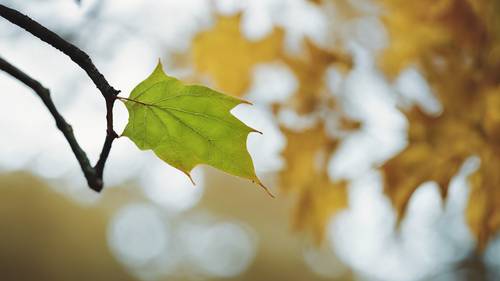 Herbstlandschaft mit einem einzelnen grünen Blatt, das noch an einem kahlen Ast hängt.