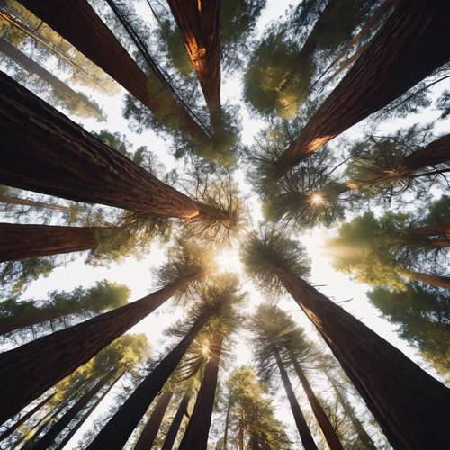 Sebuah rerimbunan pohon-pohon redwood megah yang menjulang tinggi di atas kepala, sinar matahari menyinari cabang-cabangnya