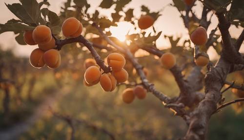 Uma árvore de damasco ao pôr do sol com frutos maduros prontos para serem colhidos.