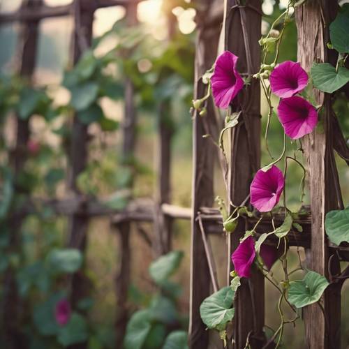 A vine of burgundy morning glories climbing up a rustic wooden trellis.