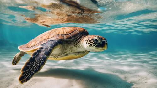 一隻海龜在清澈的海水下優雅地遊動，上面寫著「要成功，你需要兩件事：無知和自信」。