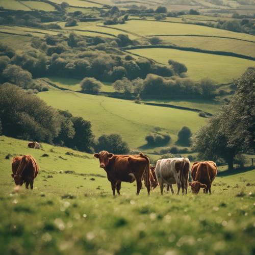 Cattle grazing in the County Cork countryside, in the backdrop of rolling hills.