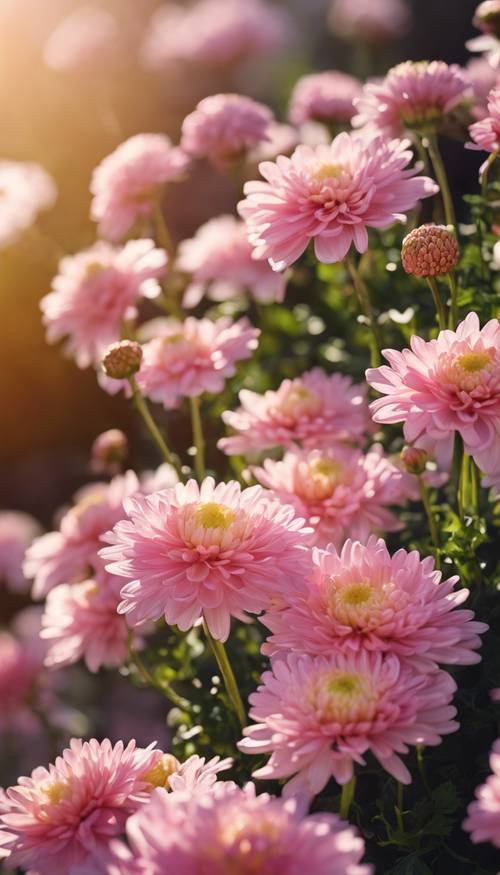 Ein Topf mit blühenden rosa Chrysanthemen, von der goldenen Sonne beschienen.