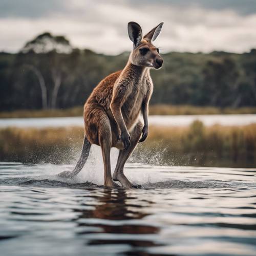 Um canguru rompendo a superfície de um lago calmo, com água espirrando ao seu redor