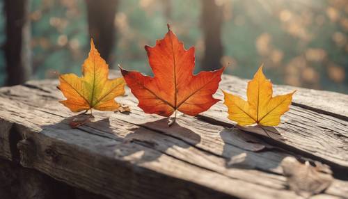 Una scena di natura morta accuratamente organizzata di tre foglie autunnali di diversi colori su un tavolo di legno stagionato.