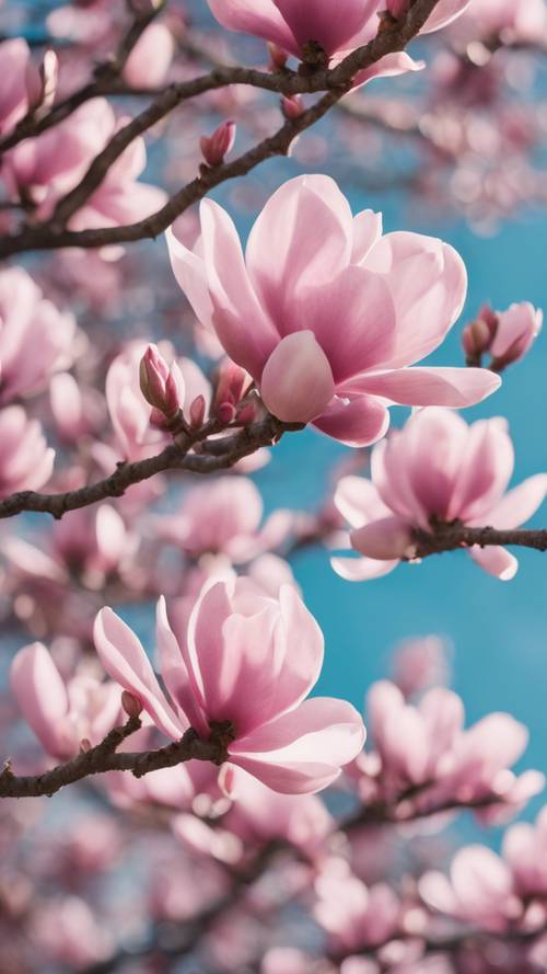 A magnolia tree full of pink blooms against a bright spring sky.