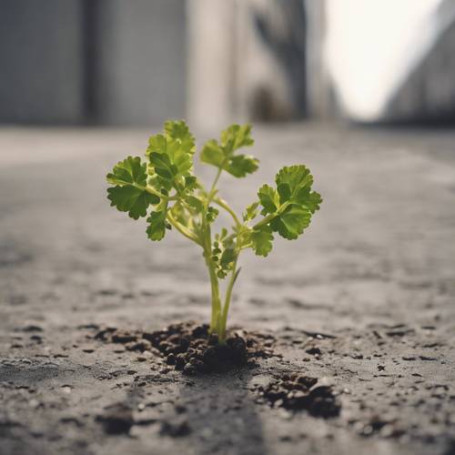 一株小芥菜植物從混凝土的裂縫中生長出來，周圍刻著「如果你有像芥菜種子一樣小的信仰」這句話。