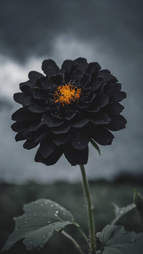 A black marigold flower under a dark, stormy sky, symbolising melancholy and mystery.