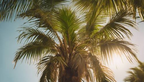 一棵郁郁葱葱的棕榈树，挂满椰子，沐浴在落日的温暖光芒中。